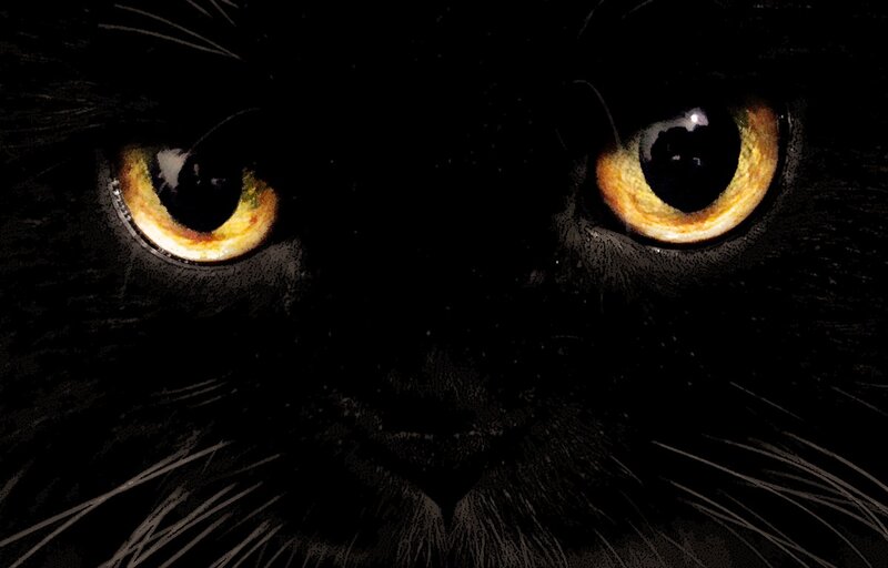 Black Cat Eyes — Dramatic, Night