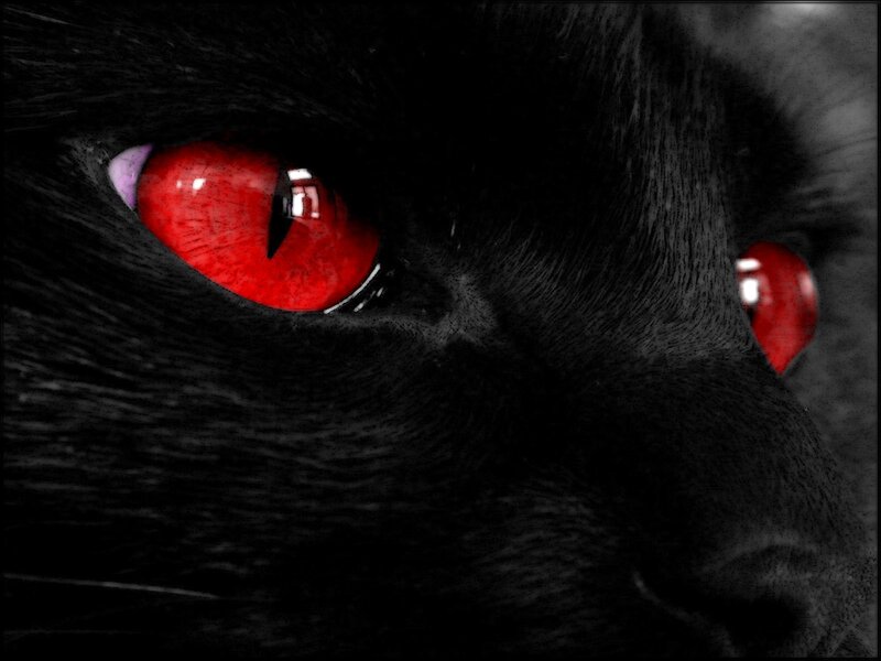 Black Cat Eyes — Dramatic, Photograph, Fur