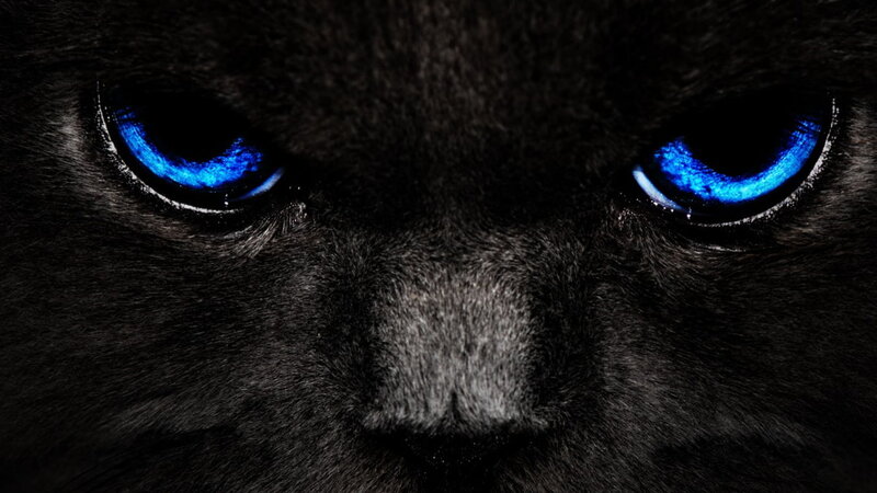 Black Cat Eyes — Dramatic, Photograph, Nose
