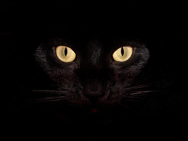 Black Cat Eyes — Dramatic
