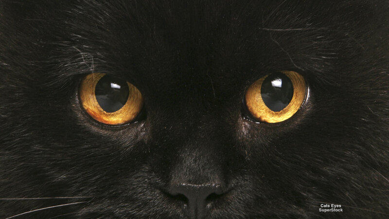 Black Cat Eyes — Intense, Photograph, Nose