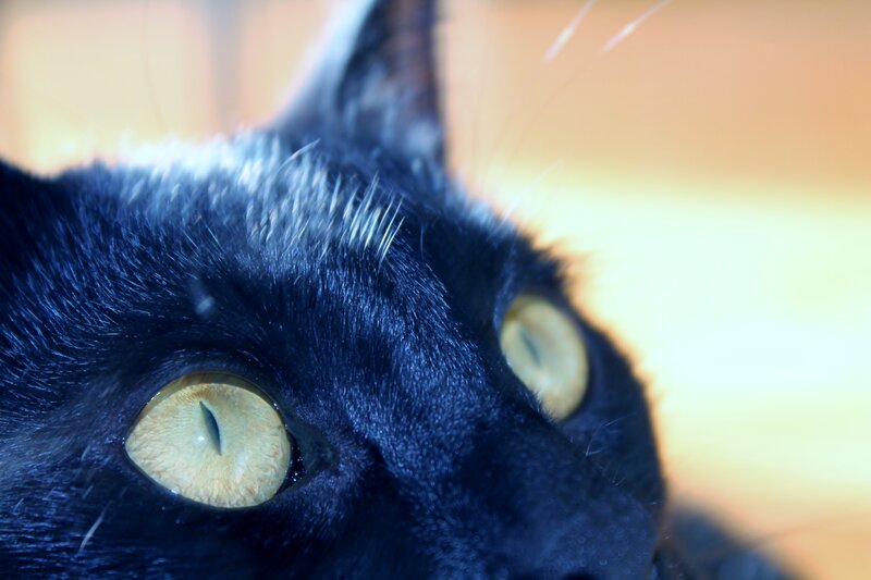 Black Cat Eyes — Intense, Photograph, Whiskers