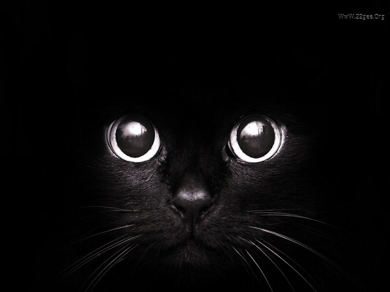 Black Cat Eyes