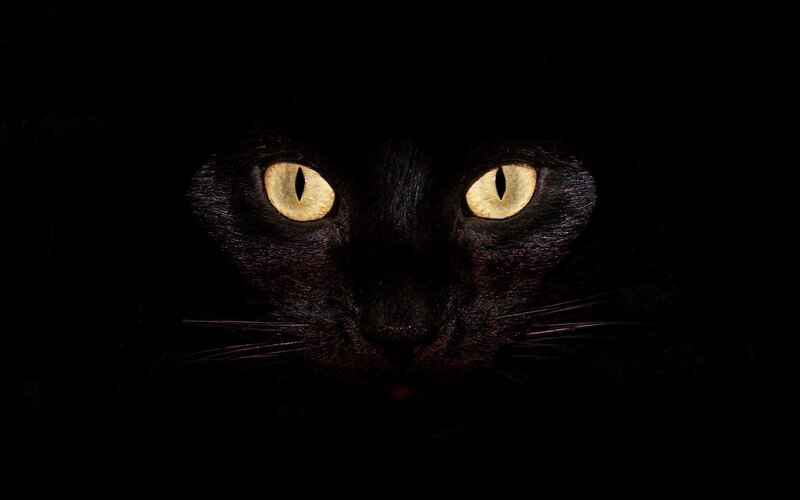 Black Cat Eyes — Yellow