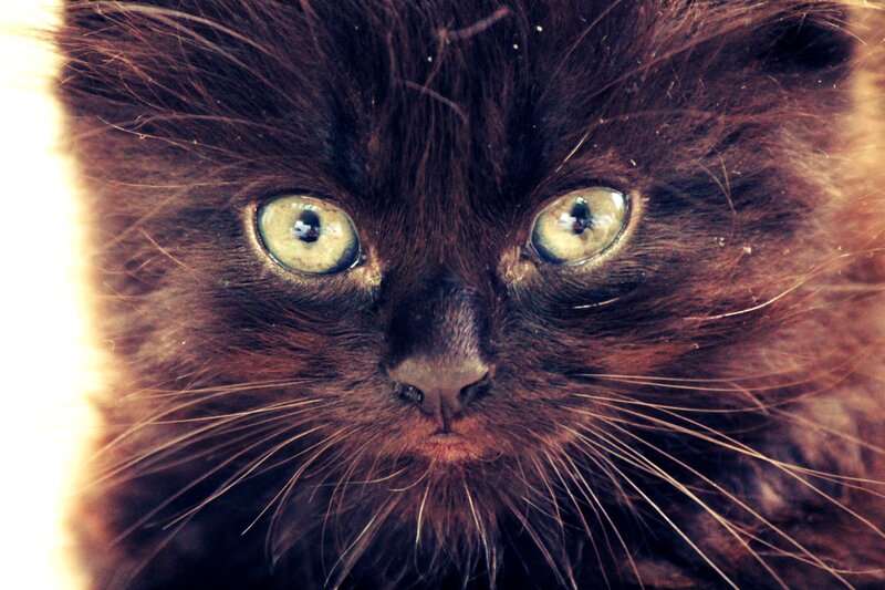 Black Cat Face — Brown