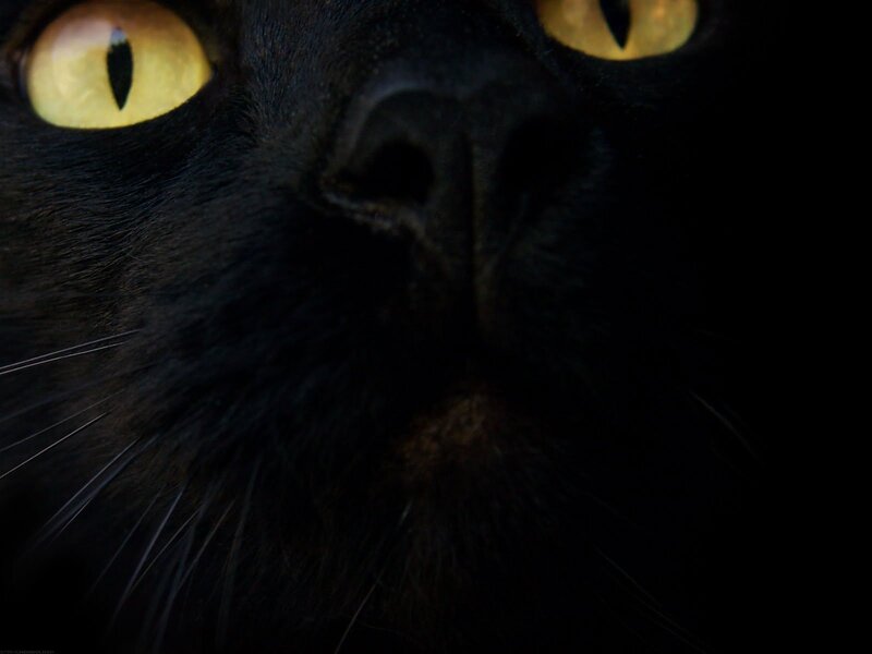 Black Cat Face — Dark, Night