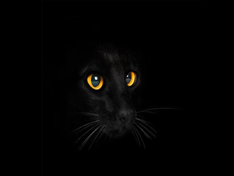 Black Cat Face — Dramatic, Eyes