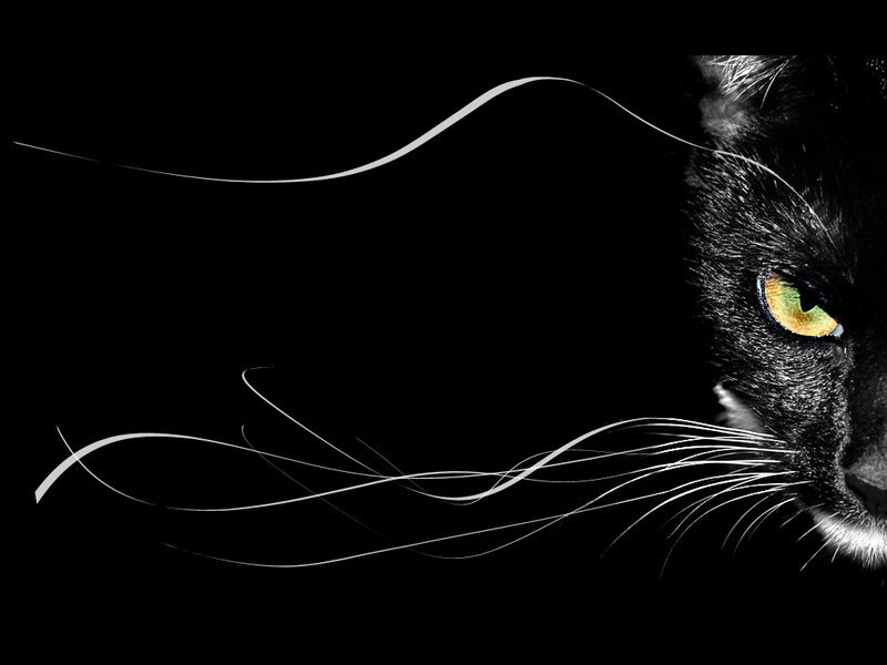 Black Cat Face — Dramatic, Night, Photograph, Eye