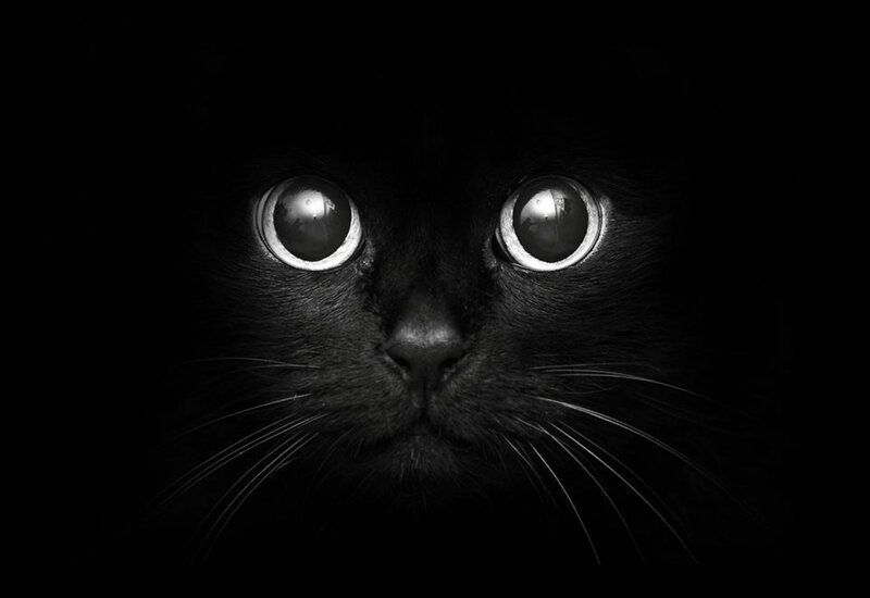 Black Cat Face — Dramatic, Night, Photograph, Eyes
