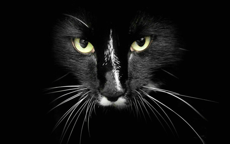Black Cat Face — Dramatic, Night, Photograph, Eyes, Whiskers, Nose