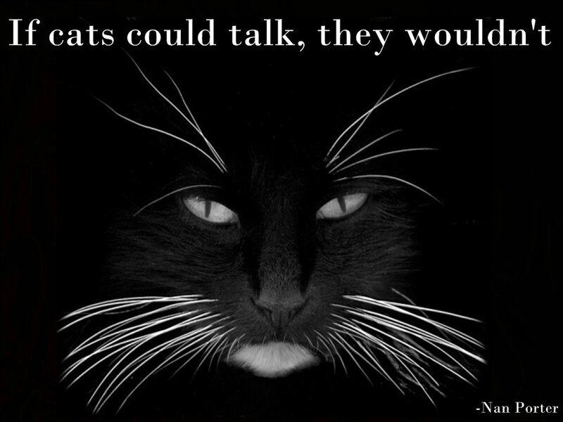 Black Cat Face — Dramatic, Night, Photograph, Eyes, Whiskers, Text