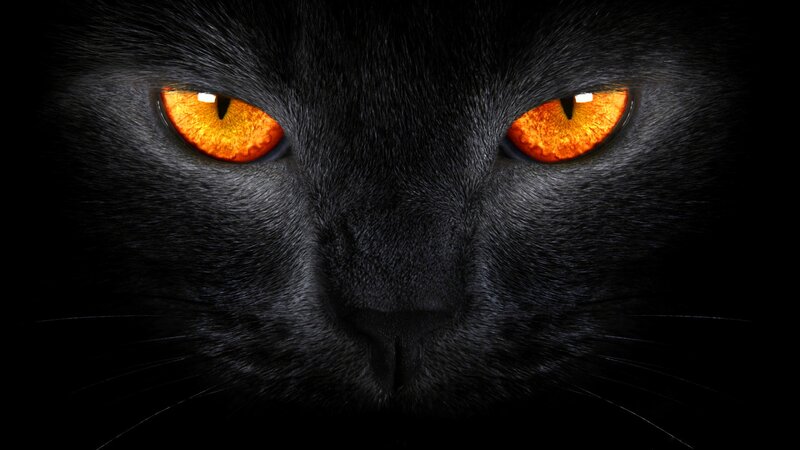 Black Cat Face — Dramatic, Night, Photograph, Eyes, Whiskers