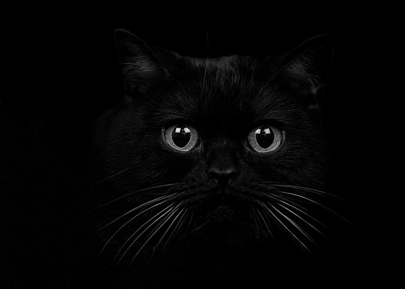 Black Cat Face — Dramatic, Night, Photograph