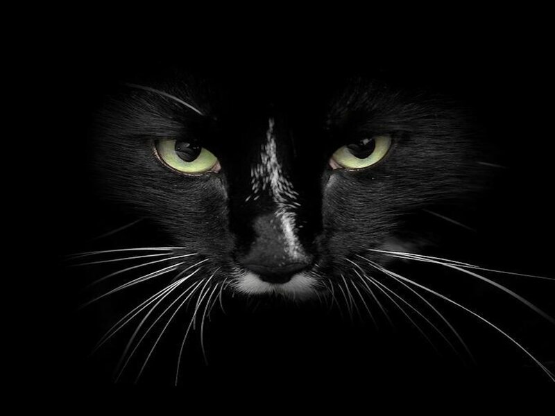 Black Cat Face — Dramatic, Night
