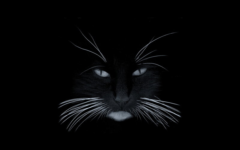 Black Cat Face — Dramatic, Nose