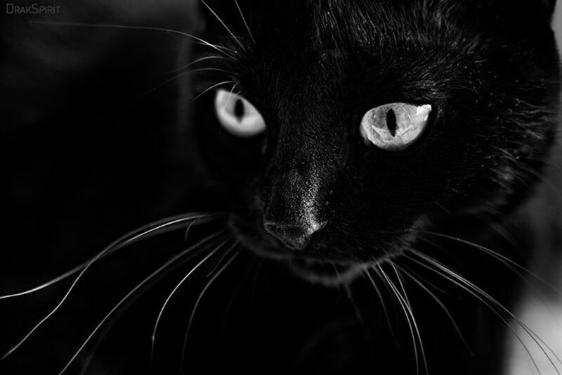 Black Cat Face — Dramatic, Photograph, Eyes