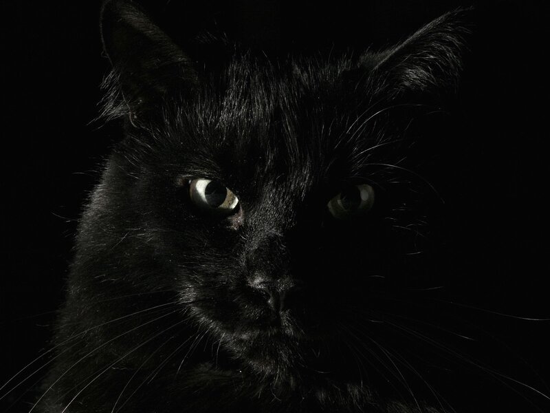 Black Cat Face — Dramatic, Photograph, Eyes, Whiskers