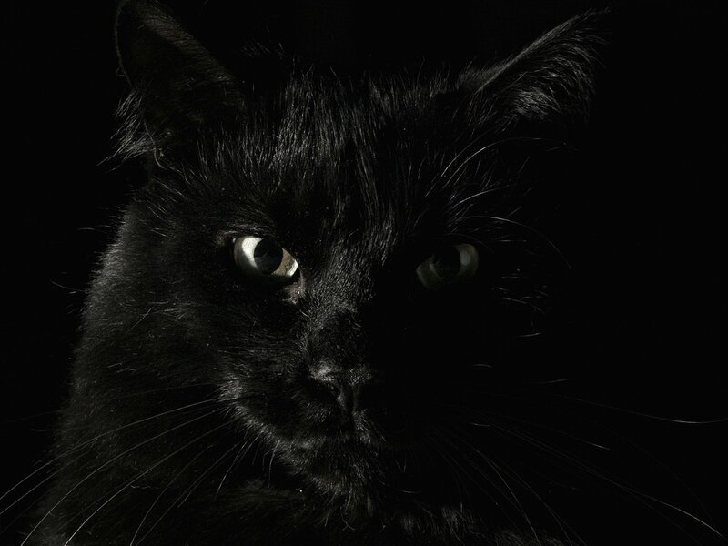 Black Cat Face — Dramatic, Photograph