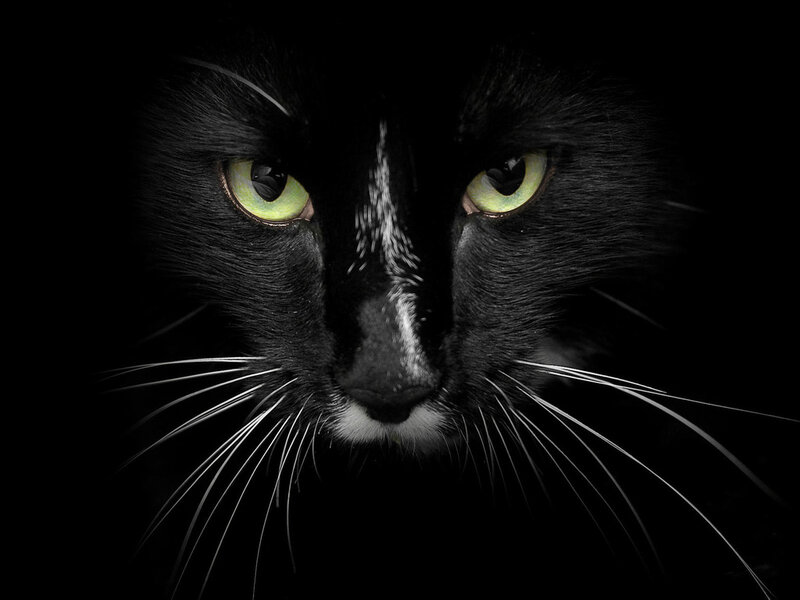 Black Cat Face — Dramatic