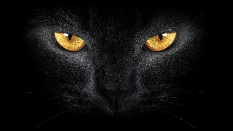 Black Cat Face — Dramatic, Yellow