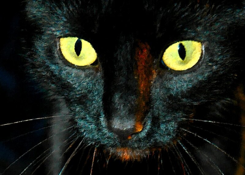 Black Cat Face — Intense, Digital Art
