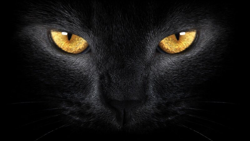 Black Cat Face — Intense, Night, Photograph, Eyes