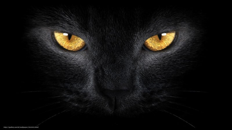 Black Cat Face — Intense, Night, Photograph