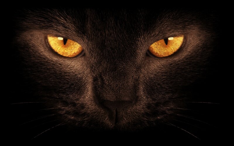 Black Cat Face — Intense, Night
