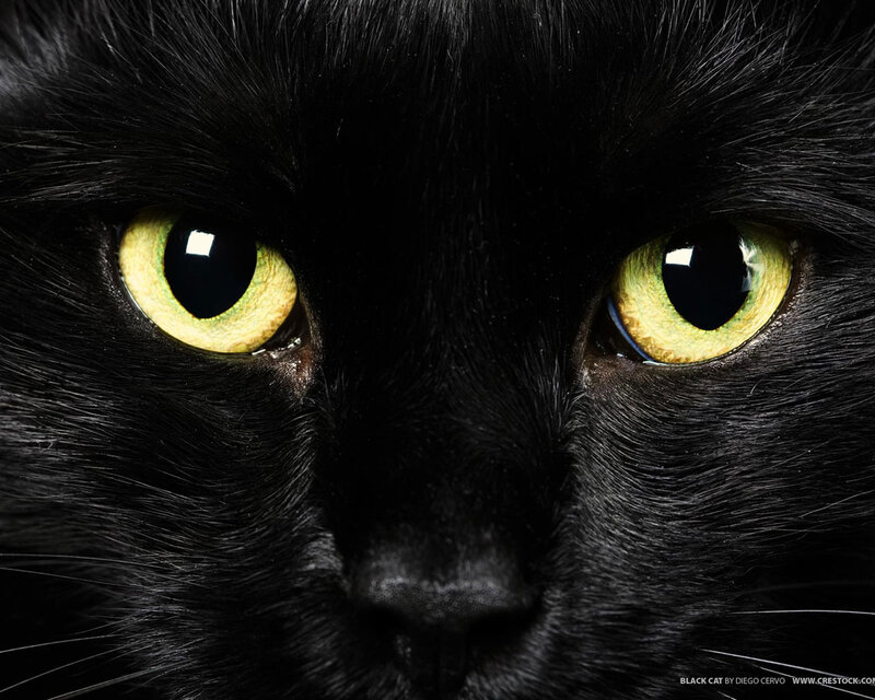 Black Cat Face — Intense, Photograph, Eyes, Fur