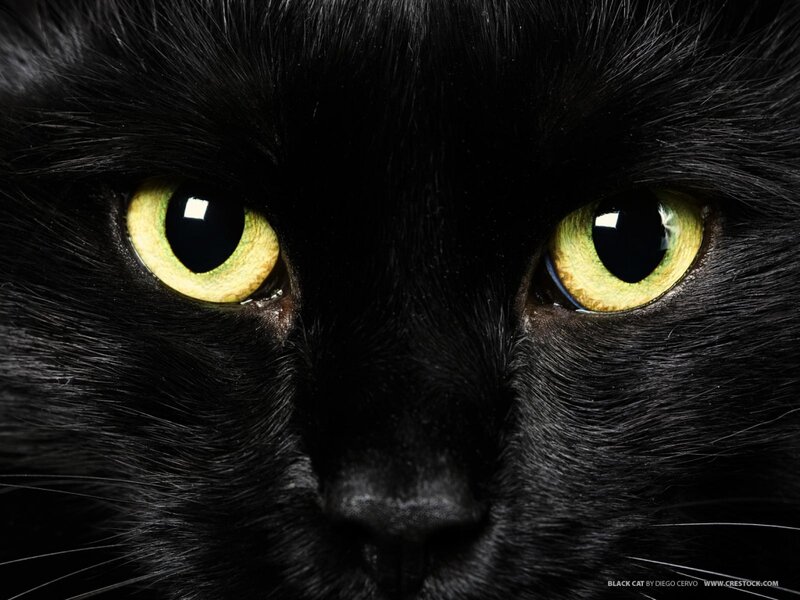Black Cat Face — Intense, Photograph, Eyes