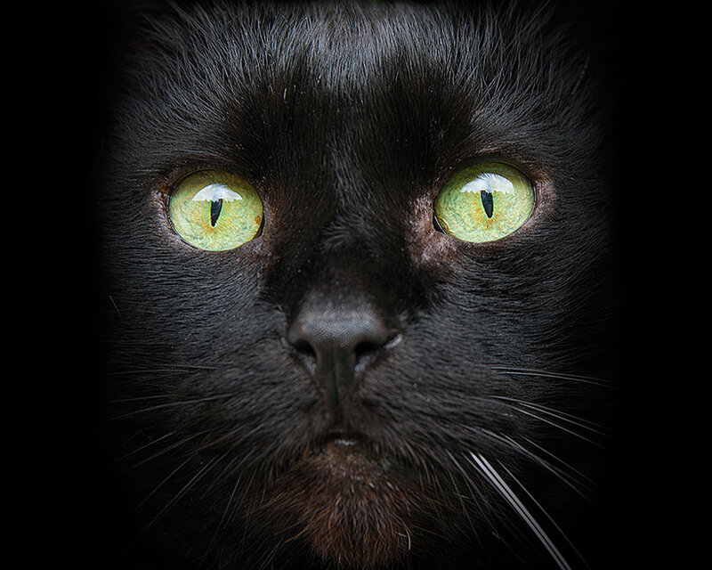 Black Cat Face — Intense, Photograph, Eyes, Whiskers
