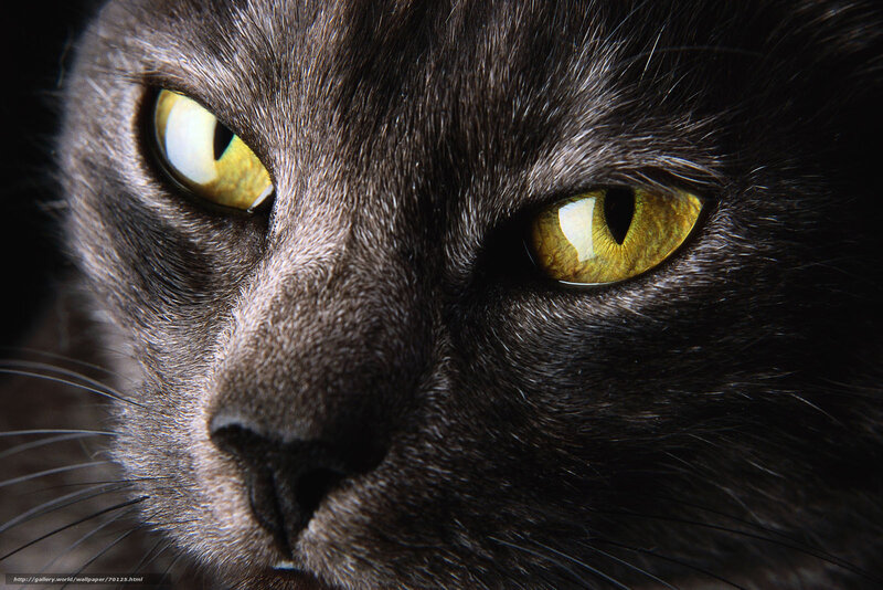 Black Cat Face — Intense, Photograph