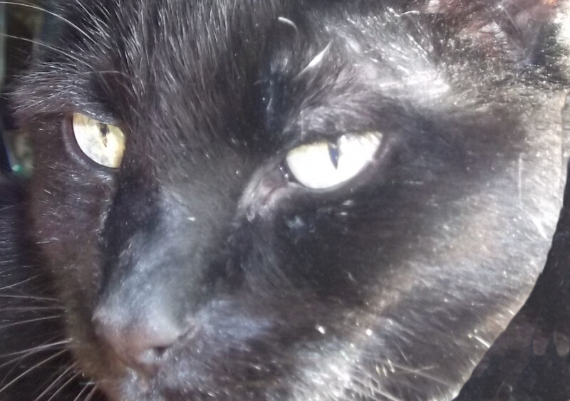 Black Cat Face — Intense