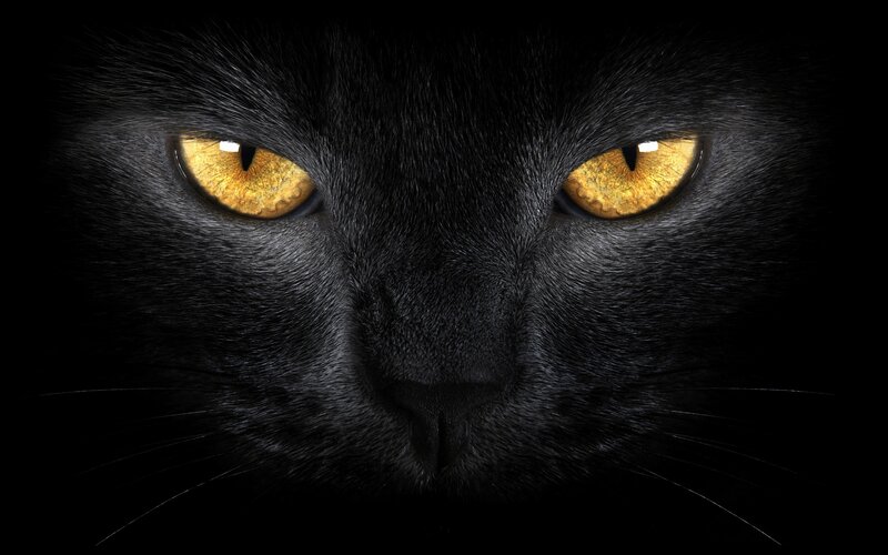 Black Cat Face — Night, Eyes