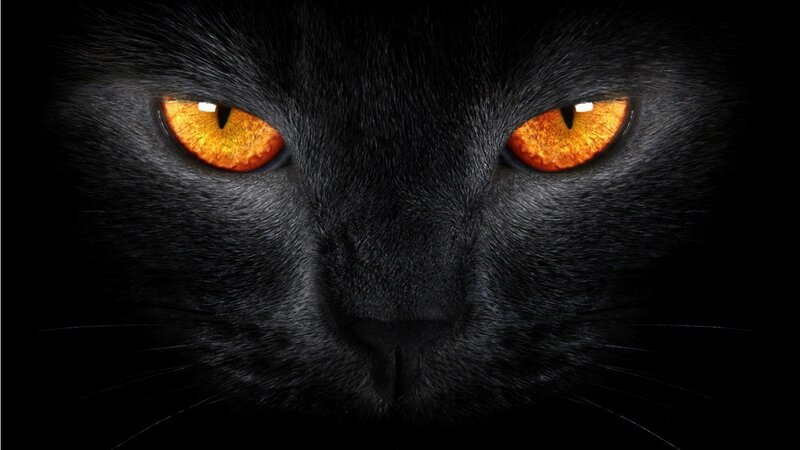 Black Cat Face — Night
