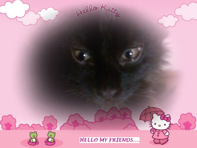 Black Cat Face — Pink