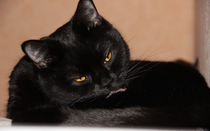 Black Cat Grooming — Calm