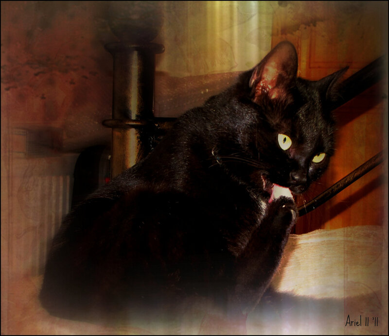 Black Cat Grooming — Dramatic