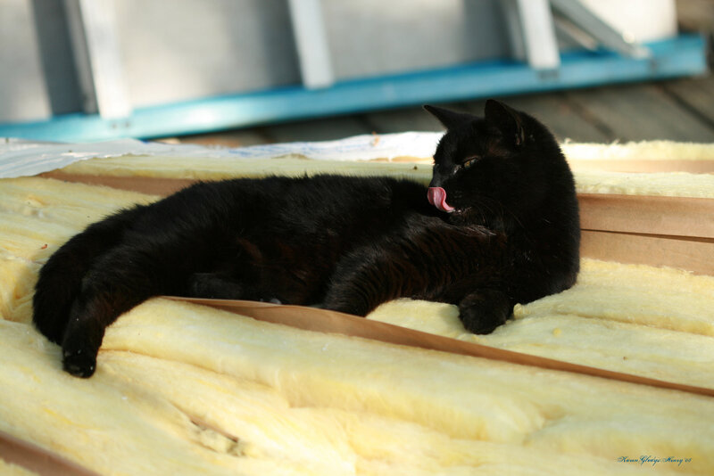 Black Cat Grooming