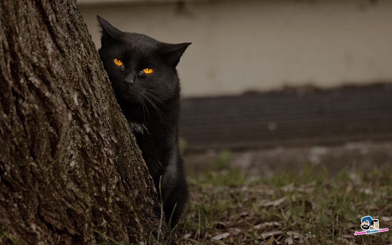 Black Cat Hiding Behind Tree