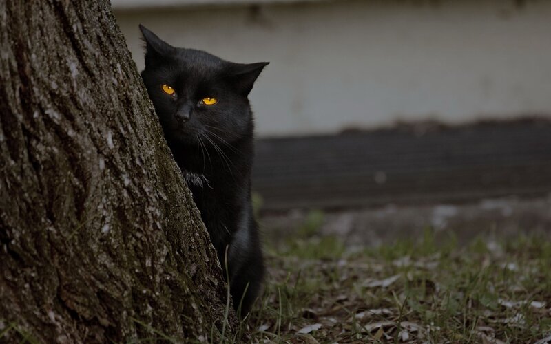 Black Cat Hiding — Cautious