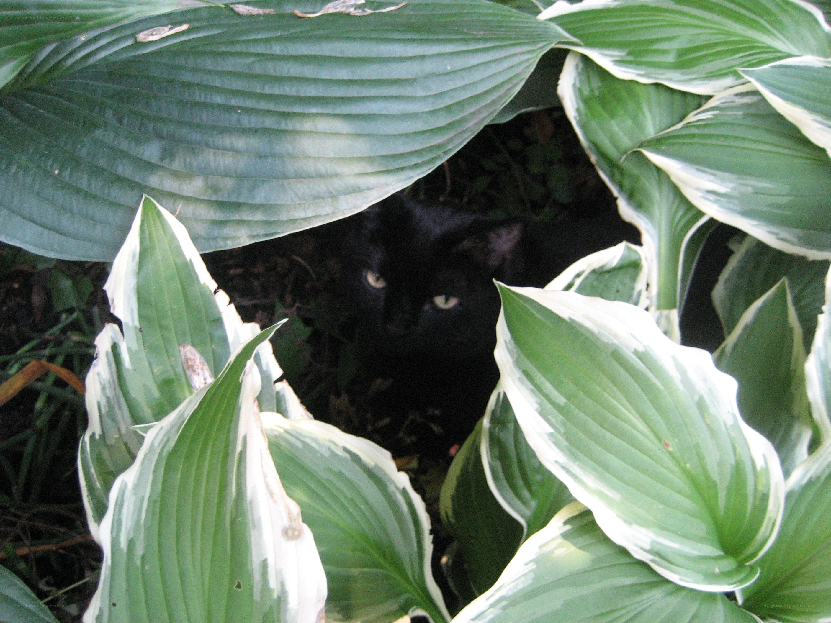 black cat hiding in hostas