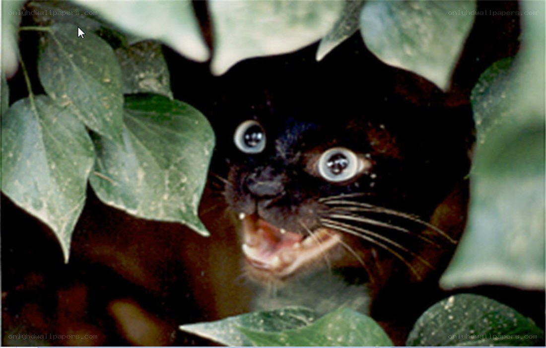 black cat hiding in leaves