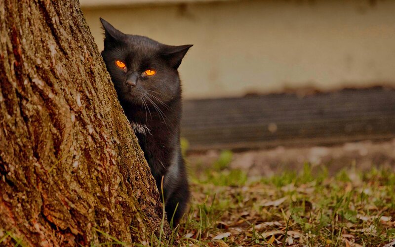 Black Cat Hiding