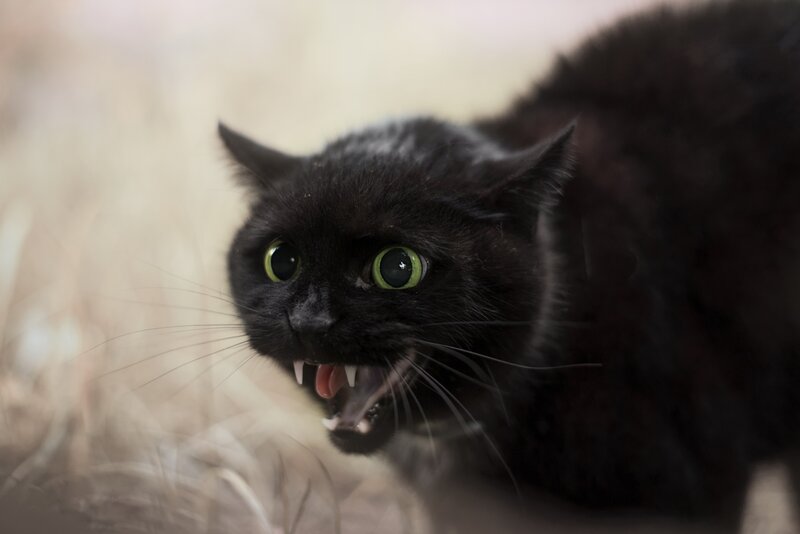 Black Cat Hissing