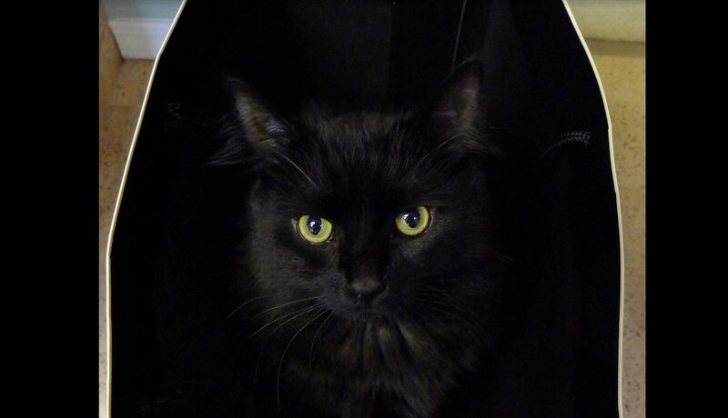 Black Cat in a Bag