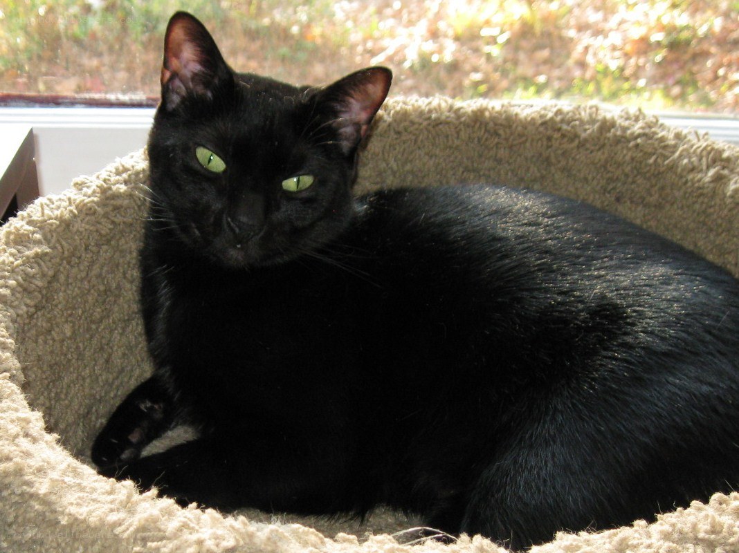 Black cat in a cozy bed