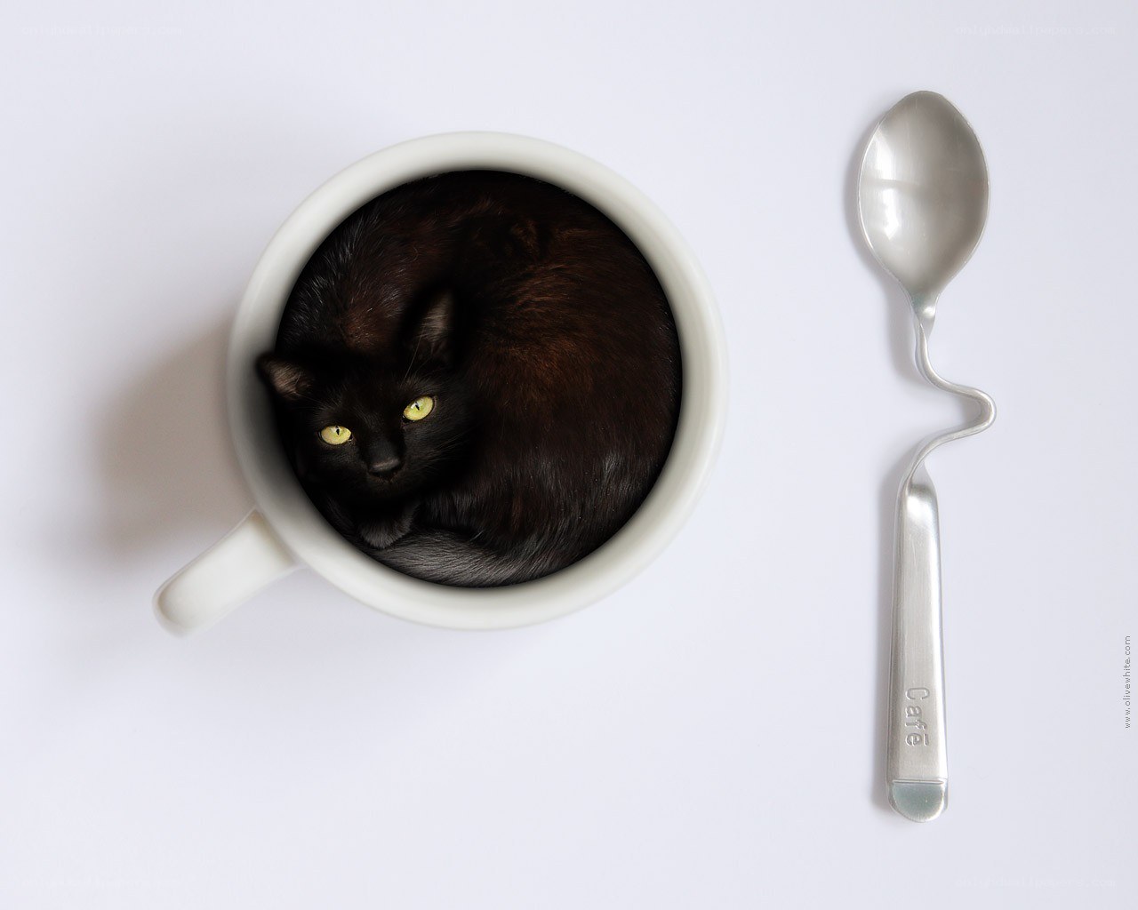 Black cat in a cup