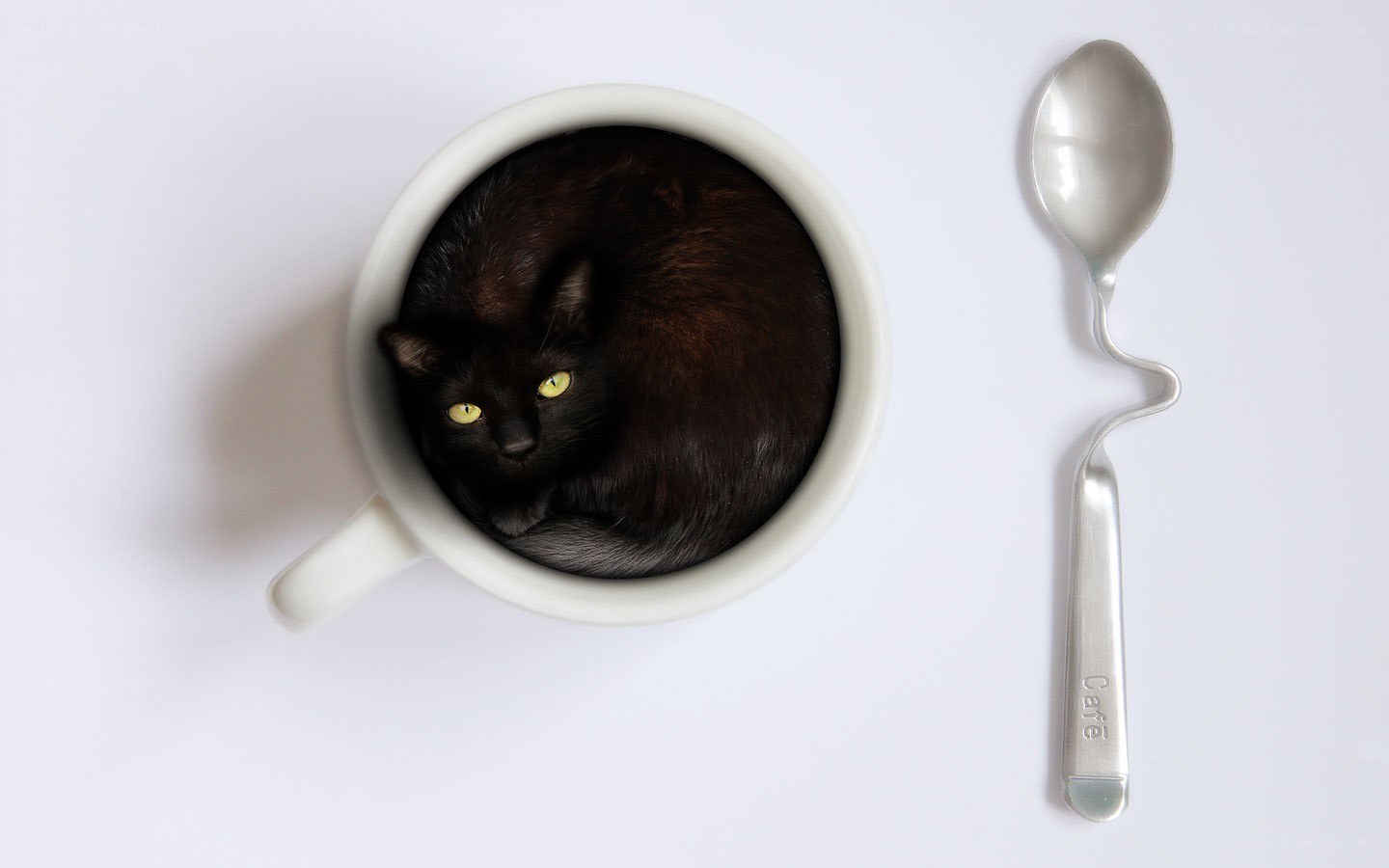 Black cat in a cup