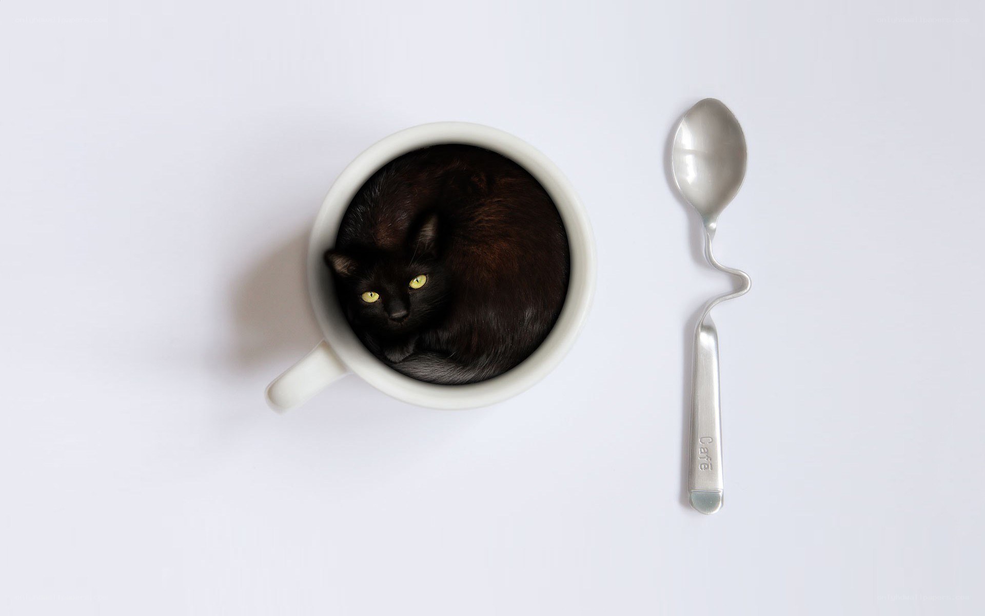 Black cat in a cup